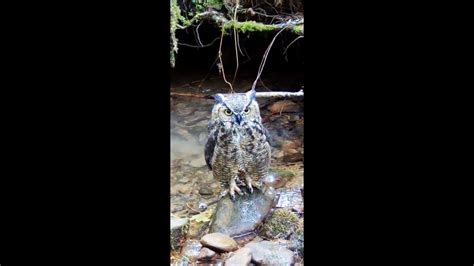 Great Horned Owl Youtube