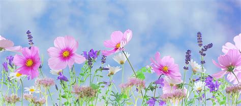 HD Wallpaper Background Board Summer Flower Pink Daisy