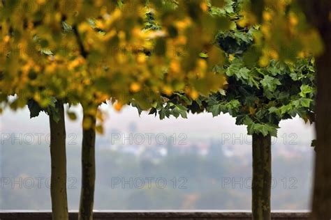 Autumnally Coloured Trees On The Castle Terrace Photo12 Imagebroker