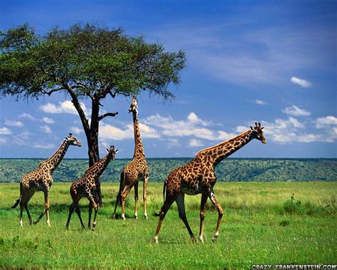 Giraffe Herd Long Neck Giraffe Tall Wild Hd Wallpaper Peakpx