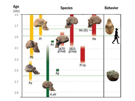 EVOLUTION