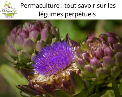 Permaculture Tout Savoir Sur Les L Gumes Perp Tuels Au Potager Bio