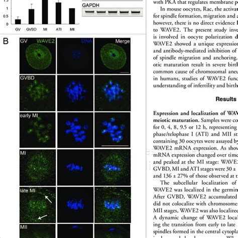 Expression And Localization Of Wave During Mouse Oocyte Meiotic