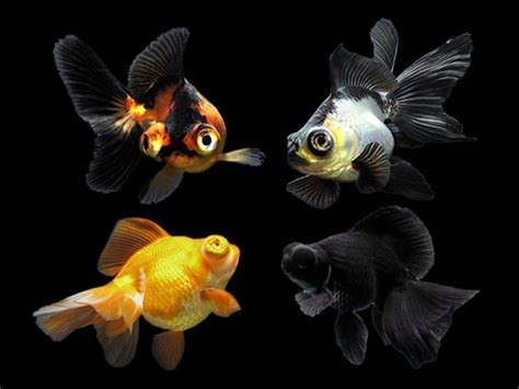 Assorted Telescope Fantail Goldfish Fantail Goldfish Goldfish Telescope