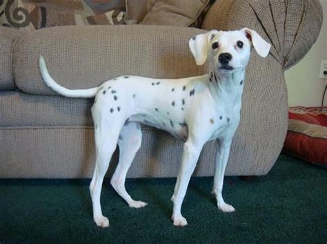 Id Like A Cute Little Dog Like This Mini Dalmatian Which Looks Like