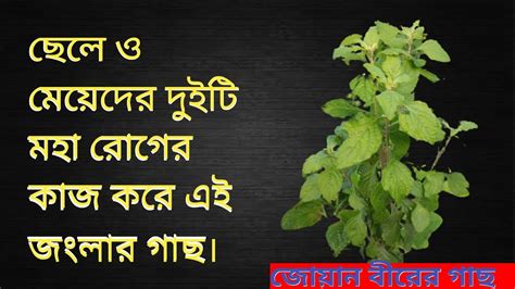 যদি জঙ্গলের গাছের ক্ষমতা দেখতে চান। তাহলে এই গাছটি পরীক্ষা করে দেখতে