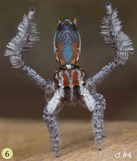 These 7 new species of adorable little peacock spiders will make you go aww – Artofit