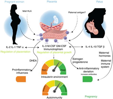 Impact Of Sex Hormones On Immune Function And Multiple Sclerosis Development Ysrraelit 2019