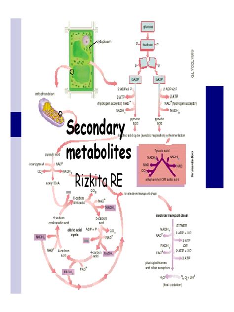 Secondary Metabolites | Phenols | Metabolism