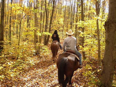 Free photo: Horse, Horseback, Autumn, Fall - Free Image on Pixabay - 82947