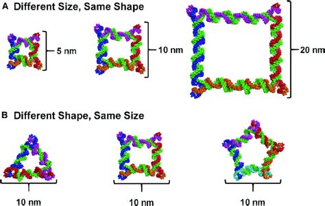 Rna Nanoparticle Design A Structures Of The And Nm F