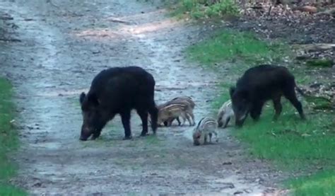 Wilde Zwijnen Met Biggen Vroege Vogels BNNVARA