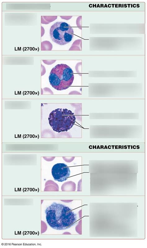 Classes Of Leukocytes Diagram Quizlet