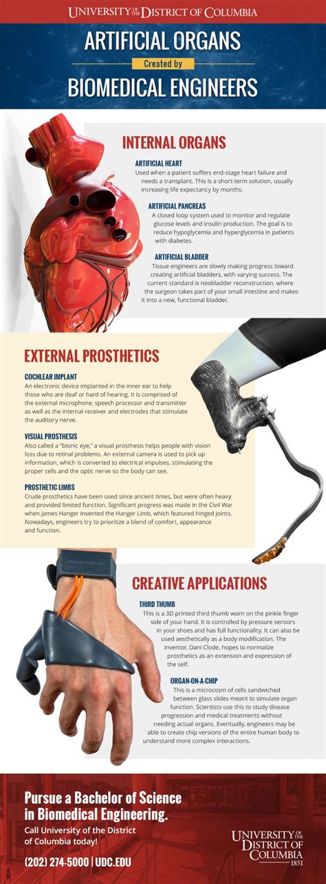 What Is Biomedical Engineering What S Happening At Udc