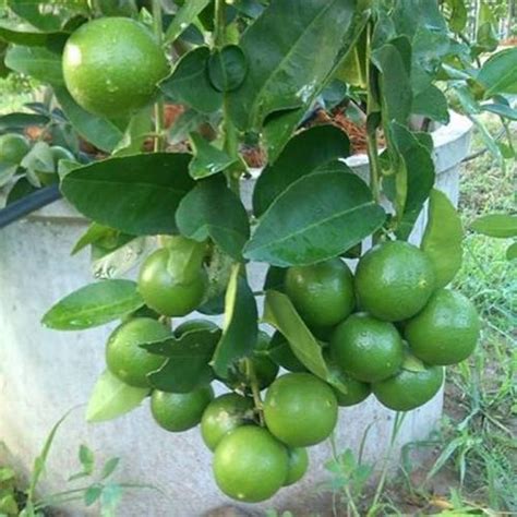 नींबू के पौधे की देखभाल Lemon Plant Care Tips