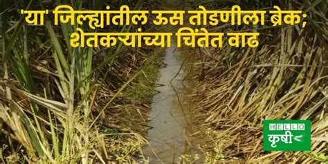 Sugarcane या जिल्ह्यांतील ऊस तोडणीला ब्रेक शेतकऱ्यांच्या चिंतेत वाढ Hello Krushi