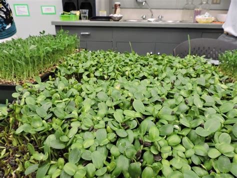 Microgreens Workshop Kamloops Food Policy Council