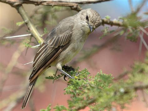 African Gray Flycatcher Ebird