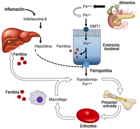 ATENSALUD Enfermaría Geriátrica y Sociosanitaria Analisis de Transferrina