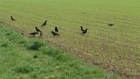 Free Images Grass Bird Group Field Prairie Wildlife Green