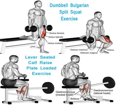 Seated-Calf-Raise-Workout – 100Exercises