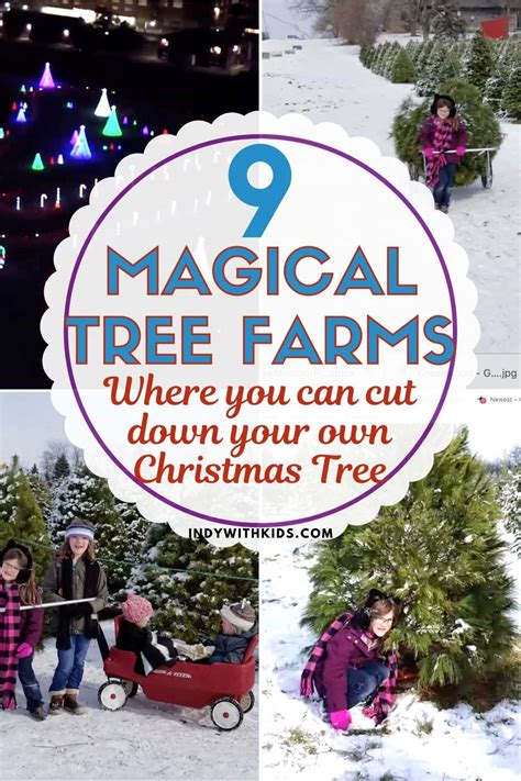 Best Indiana Christmas Tree Farms Near Indianapolis