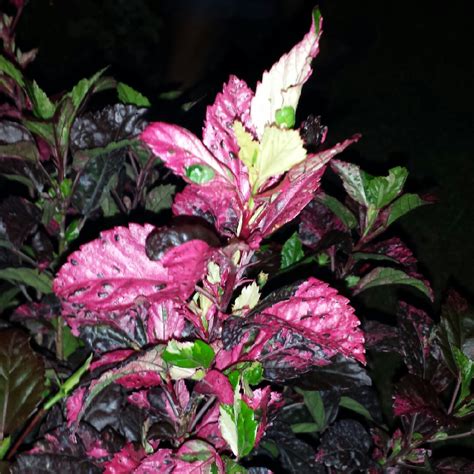 Hibiscus Rosa Sinensis Red Hot Variegated Hibiscus Red Hot In