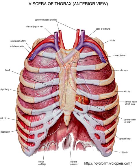 Human Thorax Diagram Labeled