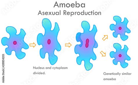 Mitosis Diagram Amoeba Sisters