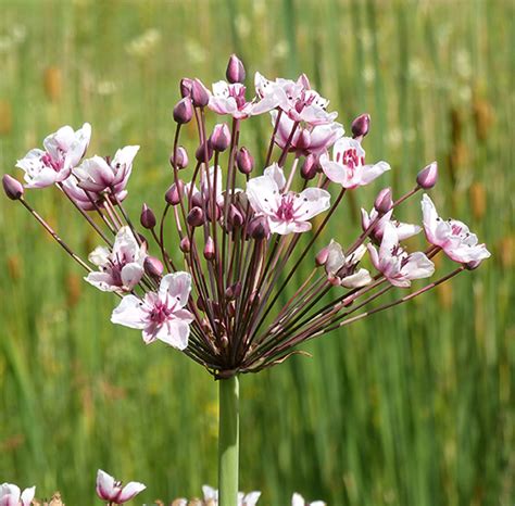 Butomus Umbellatus Schwanenblume Blumenbinse Nordischer Garten Shop