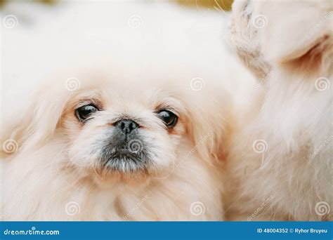 White Pekingese Pekinese Peke Whelp Puppy Dog Stock Photo Image Of