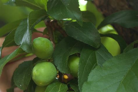 Fotos Gratis Rbol Rama Fruta Hoja Flor Comida Verde Produce