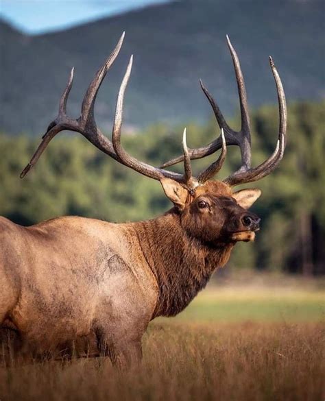 Magnificent Elk with Large Antlers