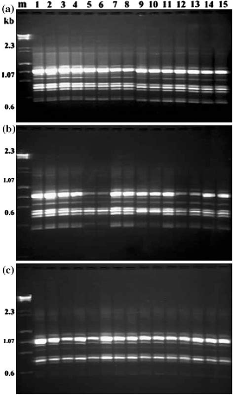 Gel Electrophoresis Pattern Of Randomly Amplified Polymorphic DNA