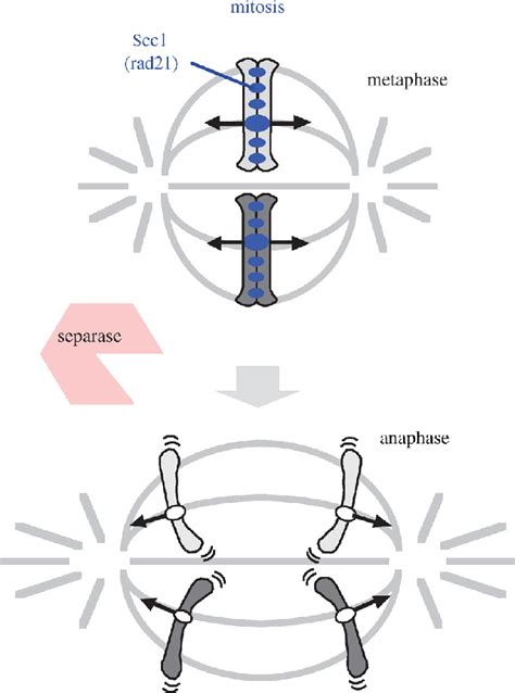 Schematic Drawing Of Mitotic Chromosome Segregation And Behaviour Of