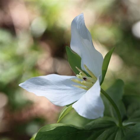 Free Images Forest Blossom White Leaf Flower Petal Bloom