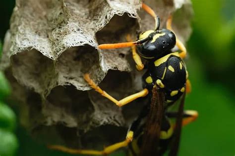 Wasp Control Services In Calgary Grove Pest Control