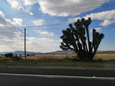 Palmera En Carr Pachuca M Xico Vista De Vegetaci N Sobre Flickr