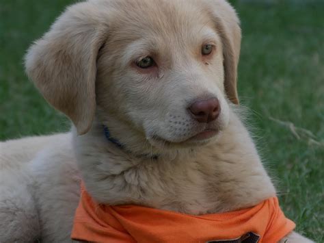 Can Golden Retrievers Have Blue Eyes