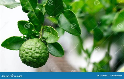 Kaffir lime fruit stock image. Image of leaf, closeup - 151368537