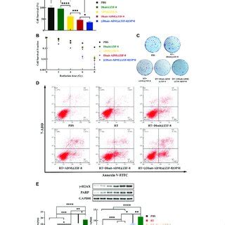 In Vitro Targeting Capability Of Dbait Adm Zif Opm A Cellular