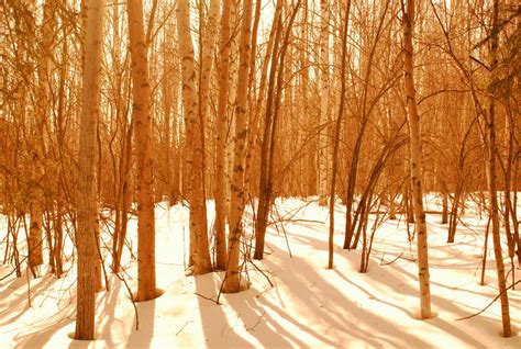 Sepia Birch Forest By Userschmoozer On Deviantart