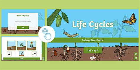 Life Cycles Interactive Game Twinkl L Enseignant A Fait