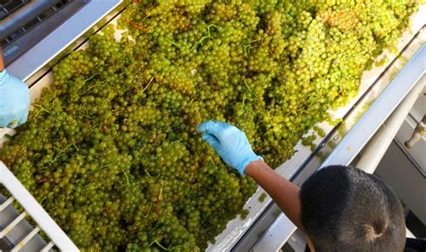 What Happens On A Grape Sorting Table During Harvest Jordan Winery