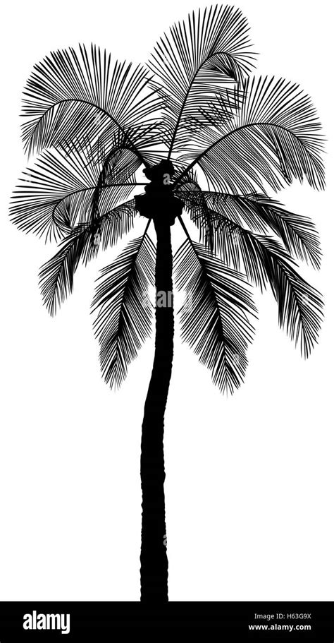 Palm Tree Silhouette Stock Vector Image Art Alamy