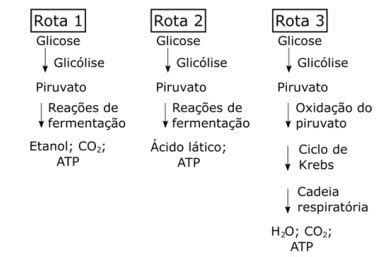 Questões de Vestibular Biologia Química e Ciências da Natureza