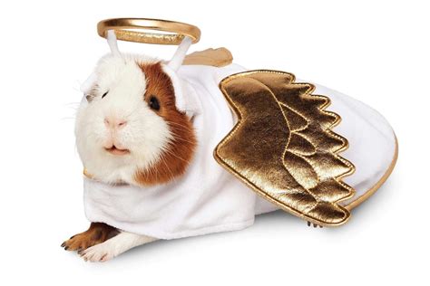 Guinea Pig Costumes That Are Too Cute for Words | Reader's Digest