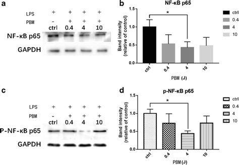 Effect of PBM on the expression and phosphorylation of NF κB p65 a