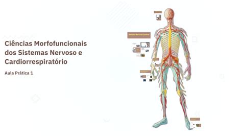 Ciências Morfofuncionais Dos Sistemas Nervoso E Cardiorrespiratório By