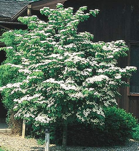 Are There Dwarf Dogwood Trees